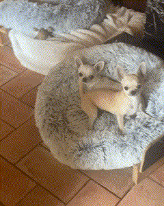 Video senza titolo - Realizzato con Clipchamp